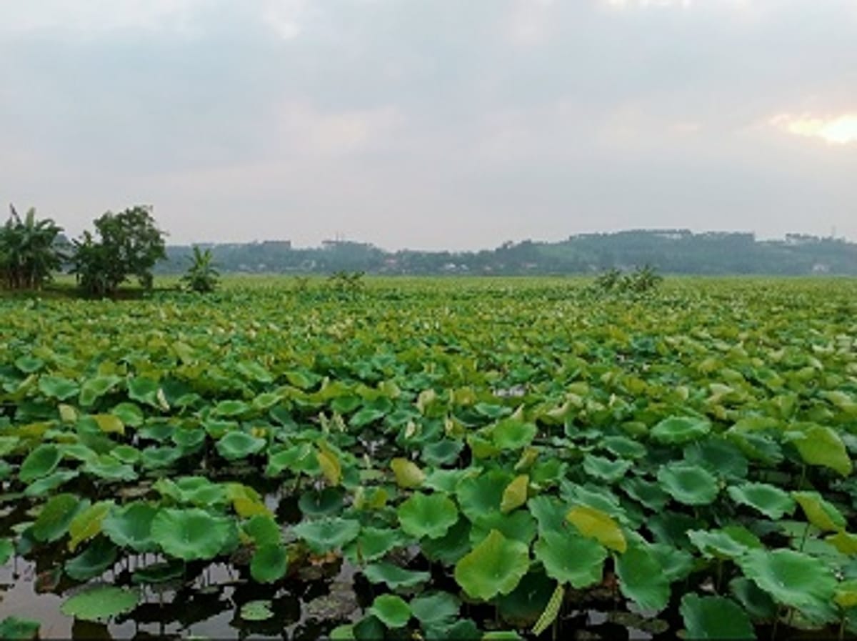 Cơ hội tốt sở hữu ngay lô đất đầm nuôi trồng thủy sản, sinh lời cao tại Tam Nông Phú Thọ