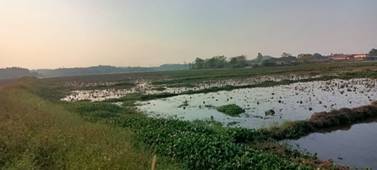 Cơ hội tốt sở hữu ngay lô đất đầm nuôi trồng thủy sản, sinh lời cao tại Tam Nông Phú Thọ