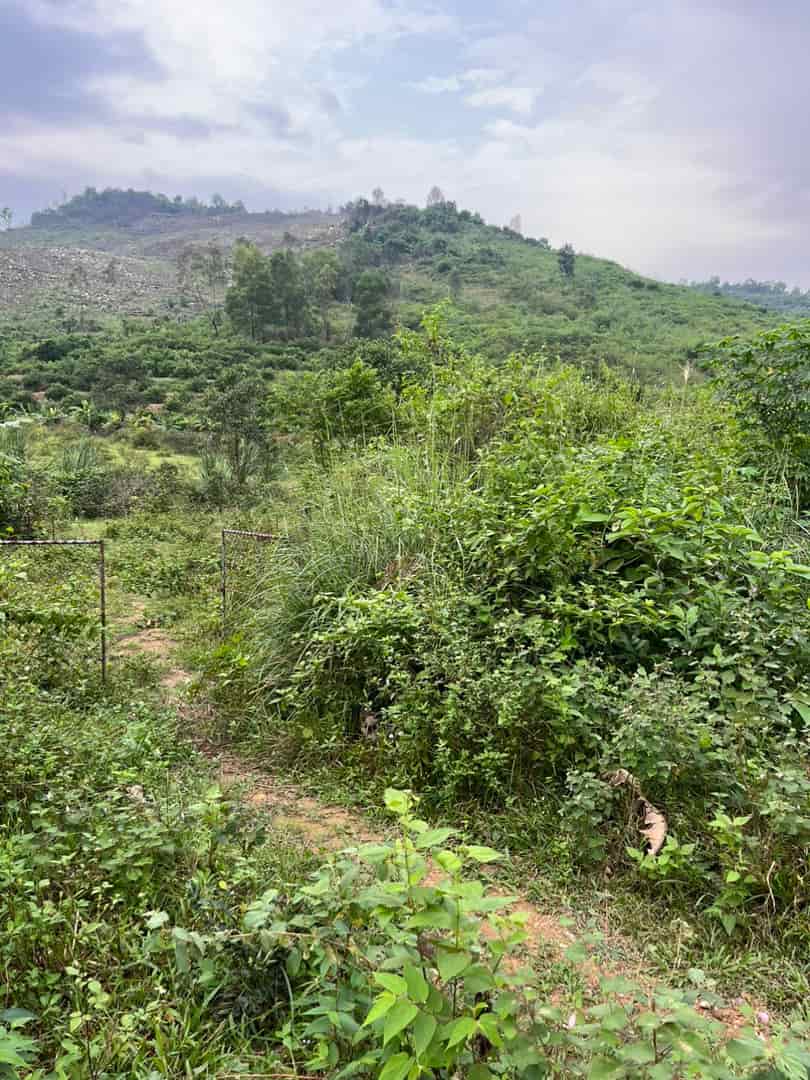 Chính chủ cần bán đất tại trang trại Khe Chẹt, xã Hưng Yên Nam, huyện Hưng Nguyên, tỉnh Nghệ An