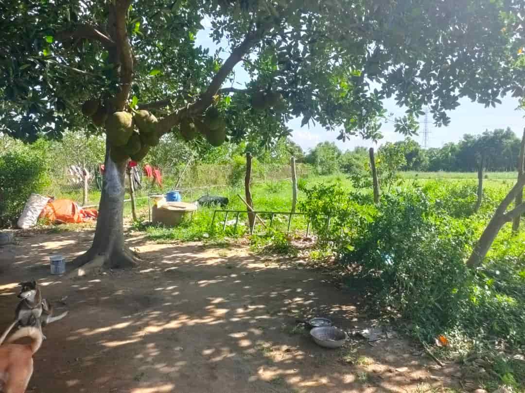 Bán đất 5 sào hnk tại thôn Bảo Vinh, xã Phước Vinh, huyện Ninh Phước