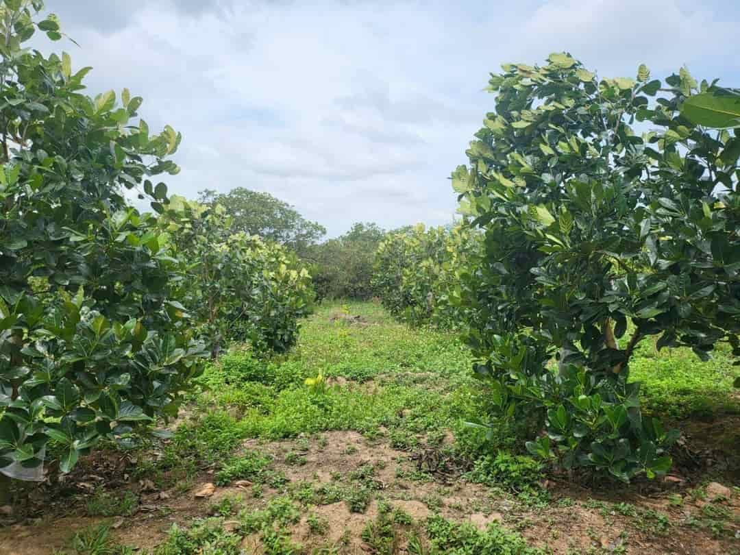 Vườn trái cây siêu đẹp tại Cư ÊWi, Cư Kuin, Đăk Lăk