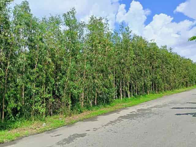 Chính chủ cần bán 6,14 héc ta đất rừng tràm đang khai thác tại U Minh.