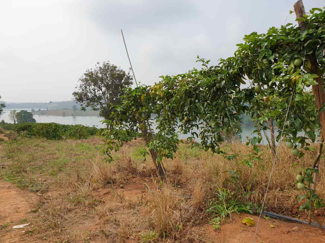 Bán 1,68 ha đất view sông Kon Tum, 260m tiếp nước, nở hậu