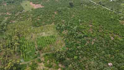 Bán 12000m đất vườn sầu riêng xã Hòa Tiến, Huyện Krông Pắc, Tỉnh Đắk Lắk