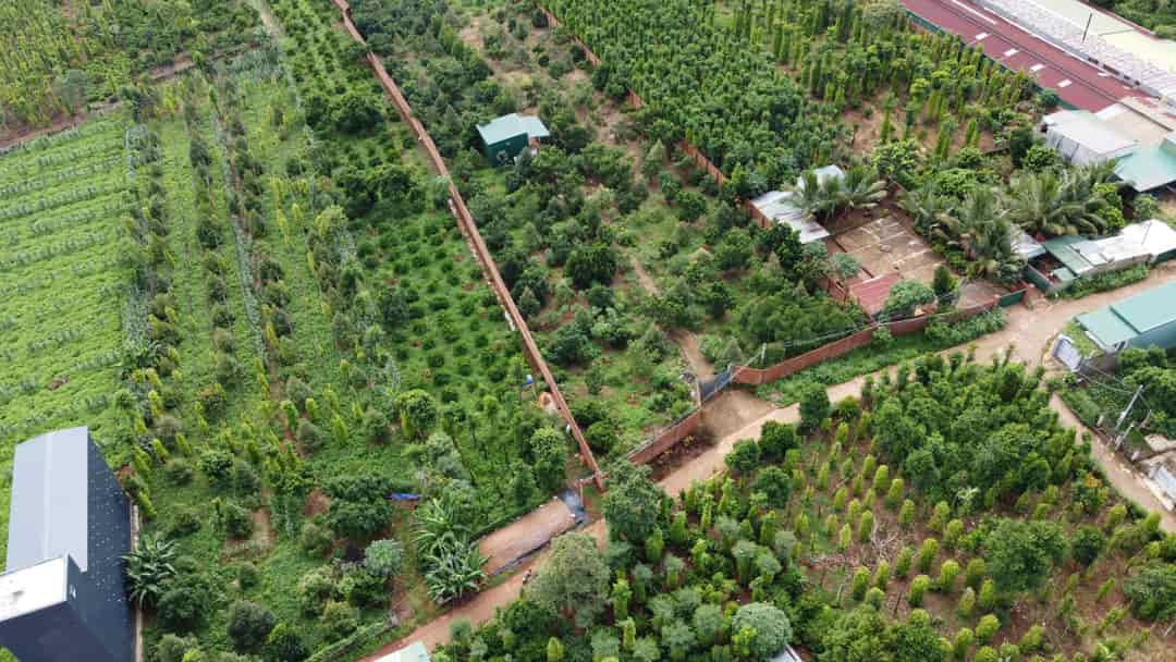 Bán 5000m đất vườn sầu riêng, full hồng, xã Hòa Tiến, huyện Krông Pắc, tỉnh Đắk Lắk