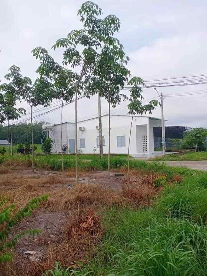 Bán đất nằm cạnh khu công nghiệp Chơn Thành Bình Phước, dt 1124m2, giá 750tr, shr