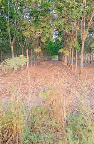 Chính chủ cần bán đất tặng nhà ở xã Lộc Thạnh, Lộc Ninh, Bình Phước.