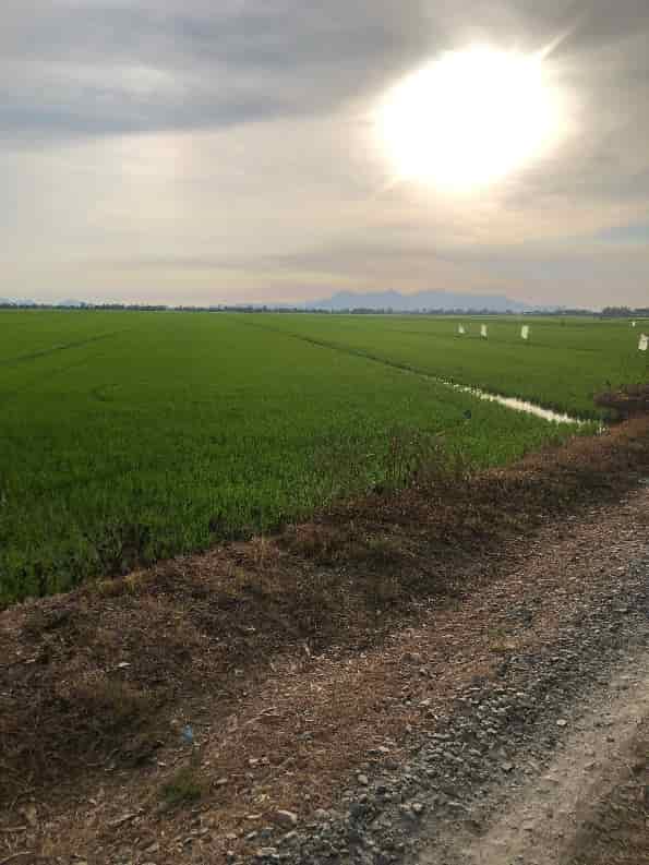Chính chủ bán 35 công đất ruộng tại Châu Thành, An Giang