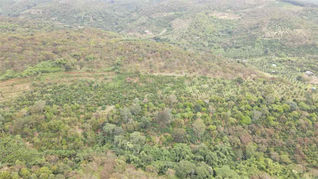 2 ha 7 đất điều hơn 100m bê tông mà chỉ có 1 tỷ 350 triệu, đất vườn giá rẻ Đắk Nông