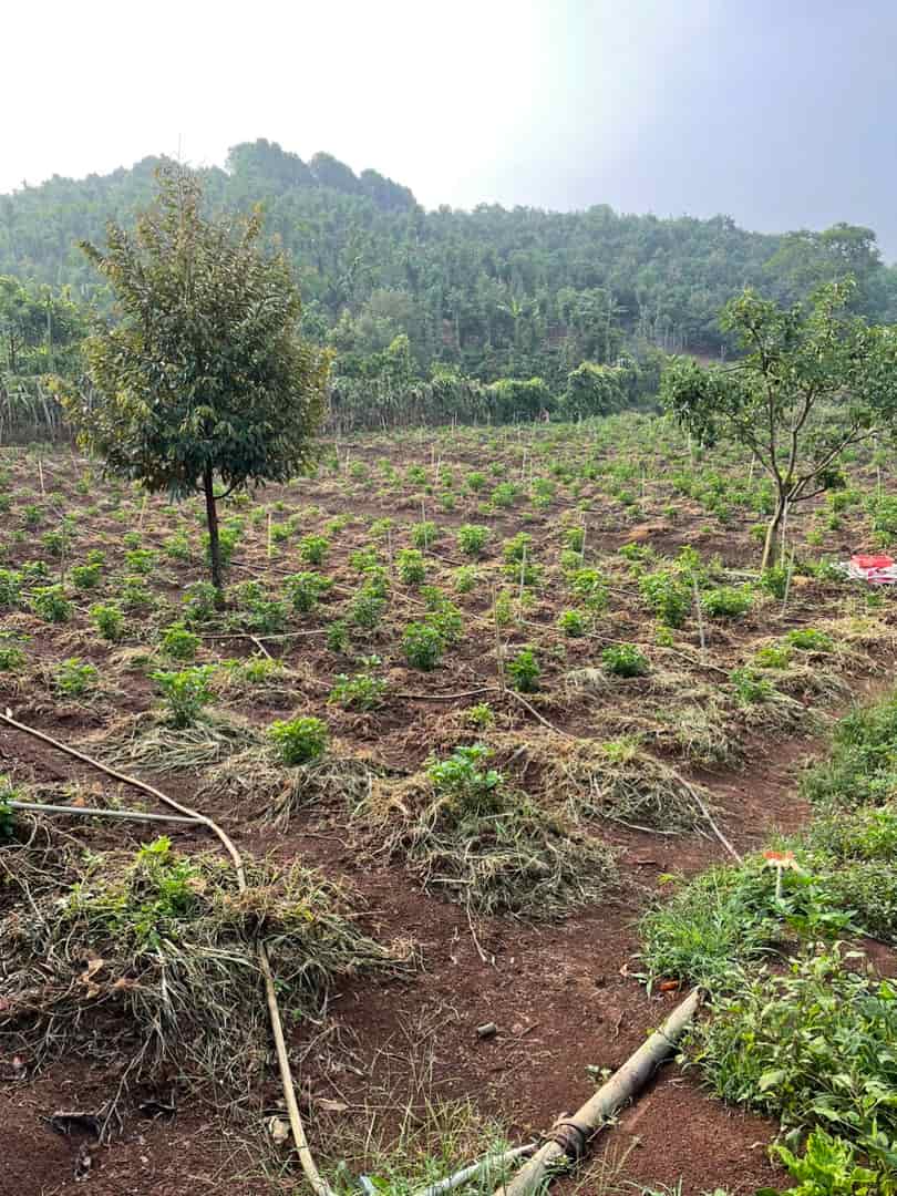 Đất đẹp giá tốt bán nhanh vườn cây ăn trái 6389m2 Xã Lộc An, Huyện Bảo Lâm
