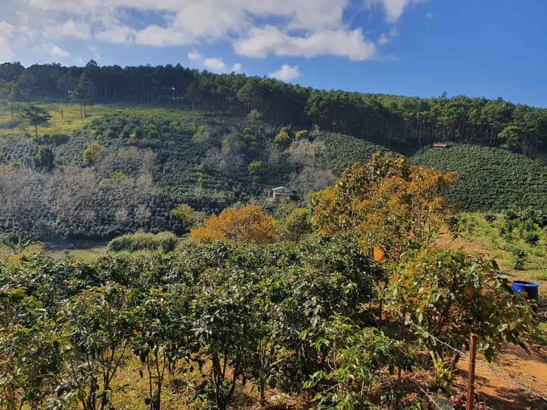 Đất đẹp, giá cực tốt, chính chủ bán lô đất vườn cafe view tuyệt đẹp tại Trạm Hành, Đà Lạt