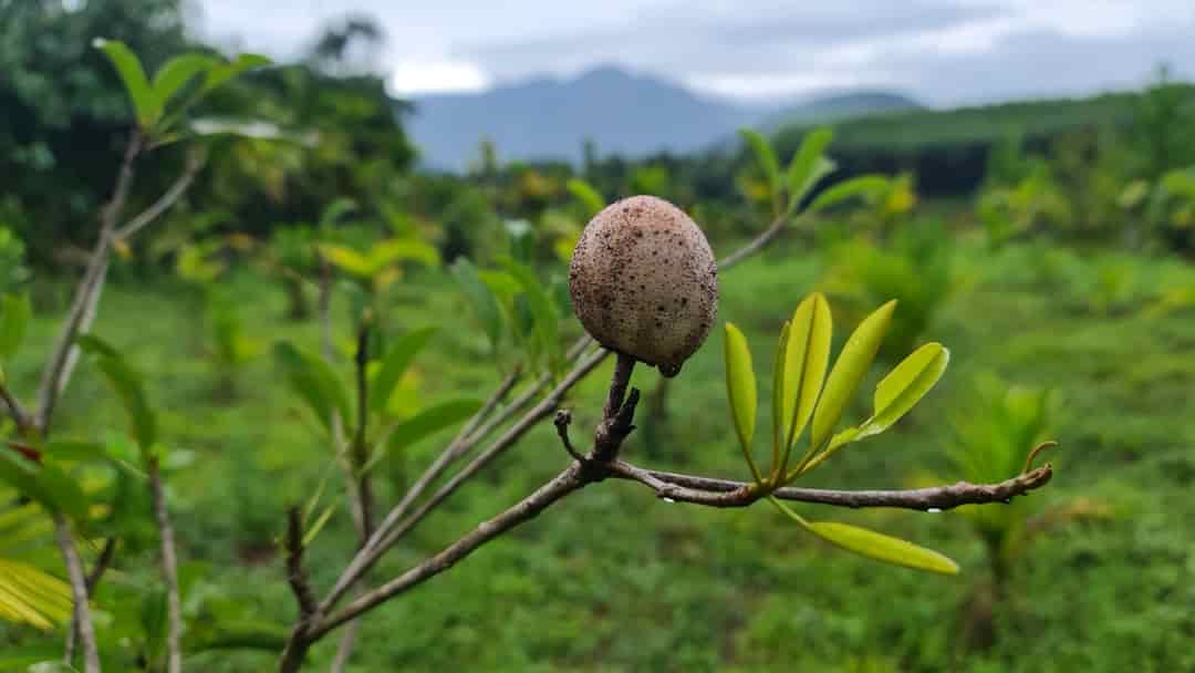 Cần bán lô đất tại xã Hoà Ninh, huyện Hoà Vang, thành phố Đà Nẵng, 470 triệu