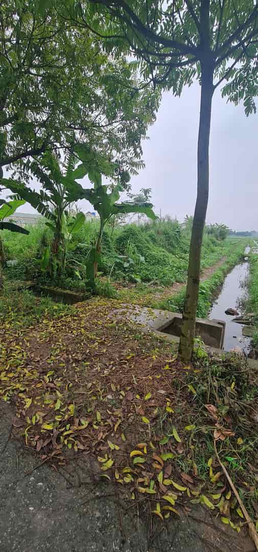 Bán hơn 50000m đất công nghiệp tại Tây Giang Tiền Hải giá cực tốt