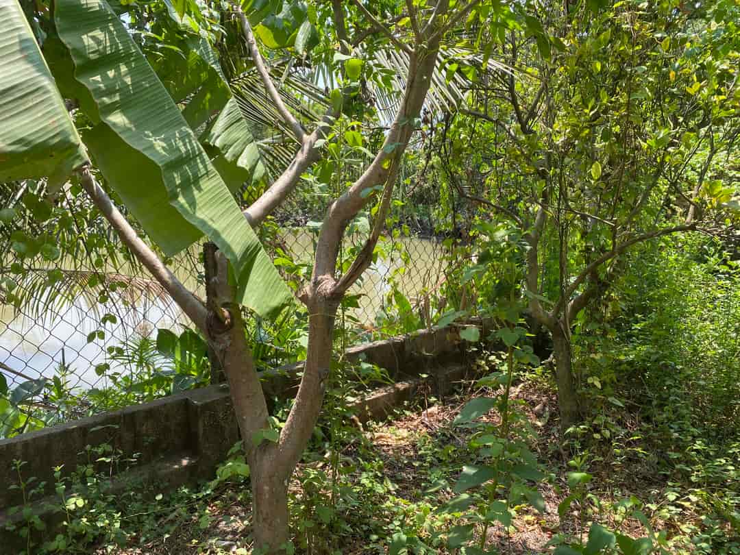 Bán nhà vườn An Hoà giáp KDL Sơn Tiên, 620m2  view sông mát mẻ giá ngộp ra nhanh trong tháng 4