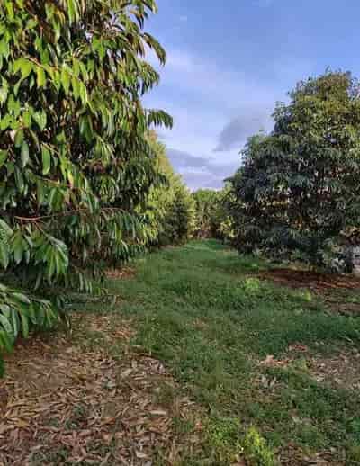 Bán 2 sào đất vườn sầu riêng tại thị xã Chơn Thành, Bình Phước
