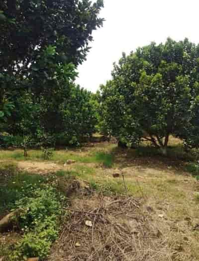 Bán vườn trái cây chính chủ diện tích 2000m2 tại thị xã Bình Long