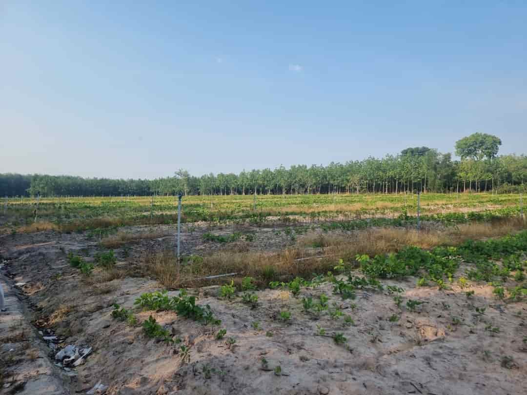 Bán đất Lộc Ninh, diện tích 6.3 ha, đất Cảnh Lộc Ninh, mặt tiền 41m, nở hậu, đường ĐT