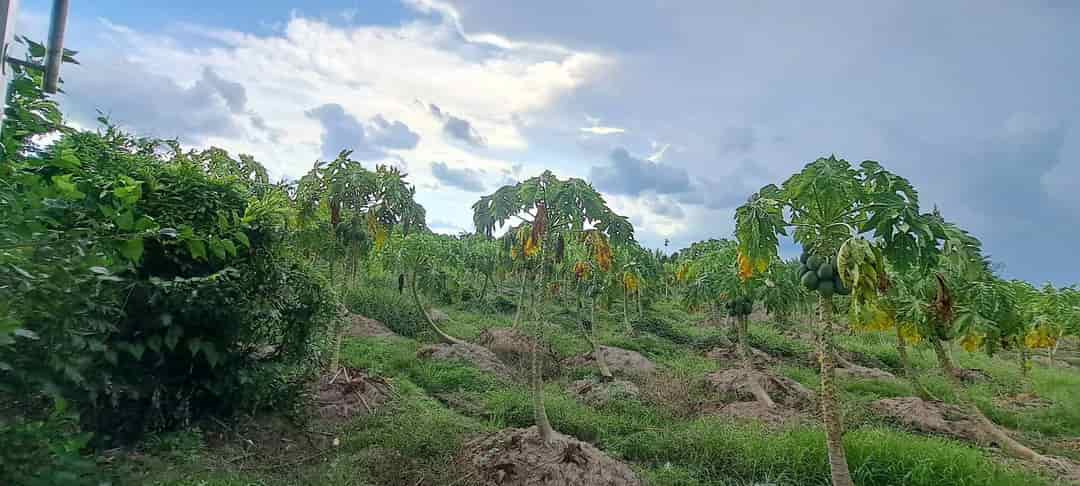 Chính chủ bán 4857m2 đất Dương Xuân Hội, Châu Thành, Long An