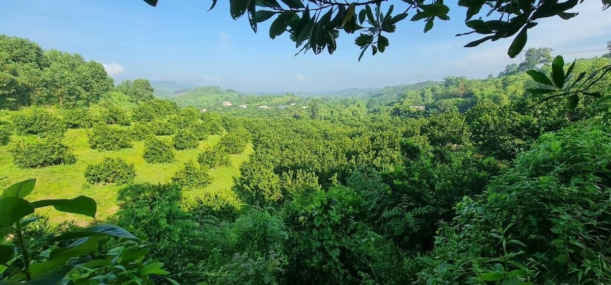 Bán mảnh đất xã Tràng Lương, 30000m, trồng cây lâu năm, mặt đường Tâm Linh, Ngọa Vân, Yên Tử, nhỉnh 1 tỷ
