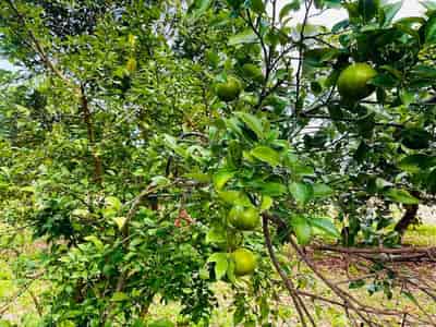 Bán đất thổ cư phù hợp xây biệt thự vườn có sẵn vườn cây ăn trái sát Hương Lộ 39 xã Suối Tiên, dân cư xung