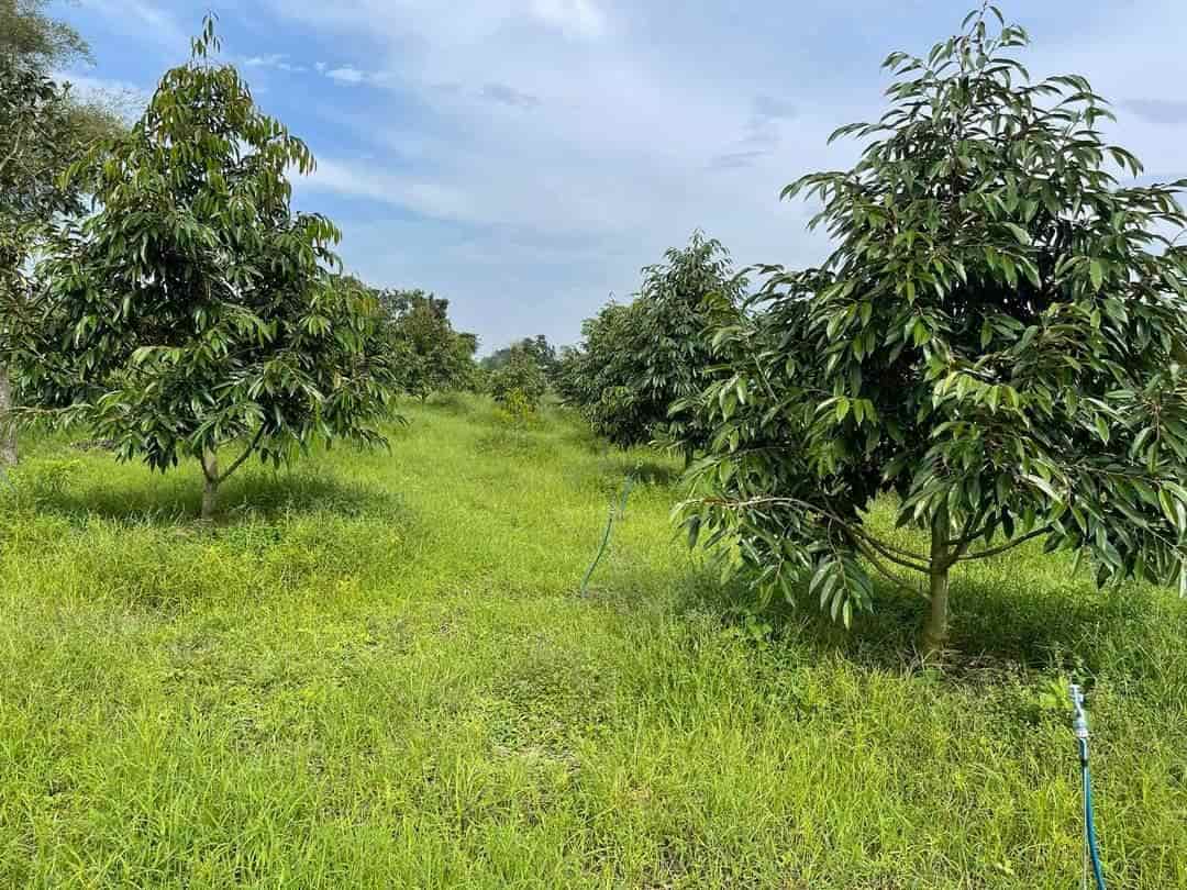 Chính chủ cần bán đất trồng sầu riêng, tại Thôn 11, Hòa Nam, Di Linh, Lâm Đồng