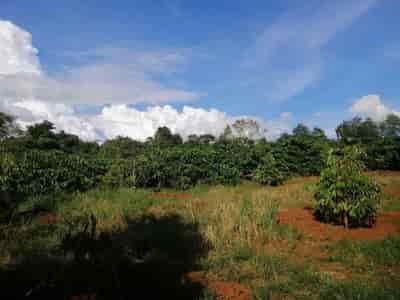 Chính chủ cần bán lô đất 2 hecta đất rẫy 400 cây sầu riêng tại xã Cư Né, Krông Búk, Đắk Lắk