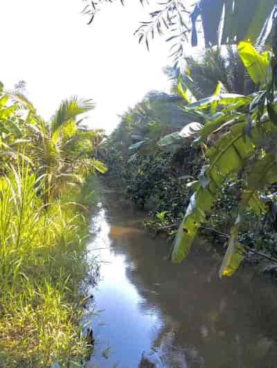 Chính chủ, cần bán nhanh lô đất vườn dừa thu hoạch hàng tháng tại Càng Long, Trà Vinh