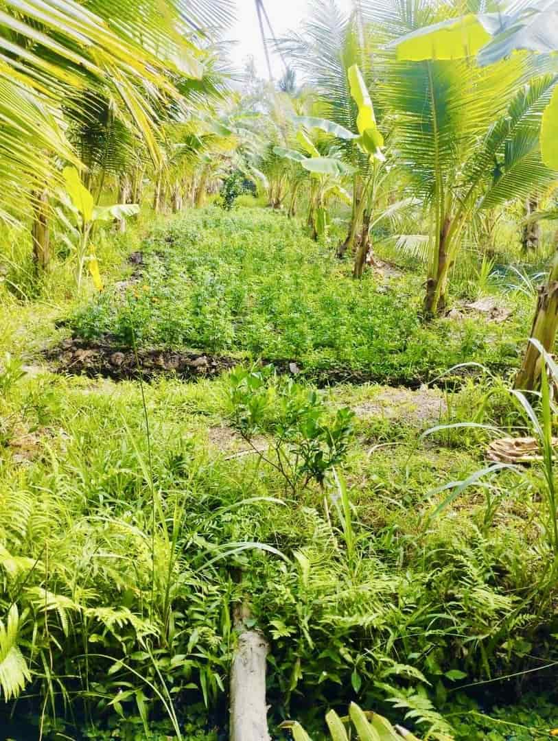 Chính chủ, cần bán nhanh lô đất vườn dừa thu hoạch hàng tháng tại Càng Long, Trà Vinh