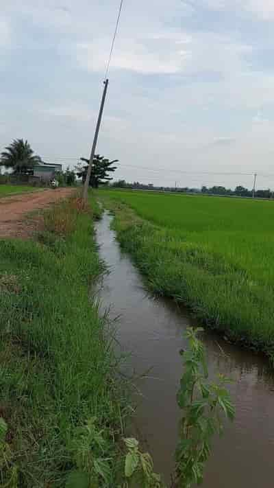 Chính chủ cần bán 1 mẫu đất ruộng tại Hàm Phú, Thuận Minh, Hàm Thuận Bắc, Bình Thuận