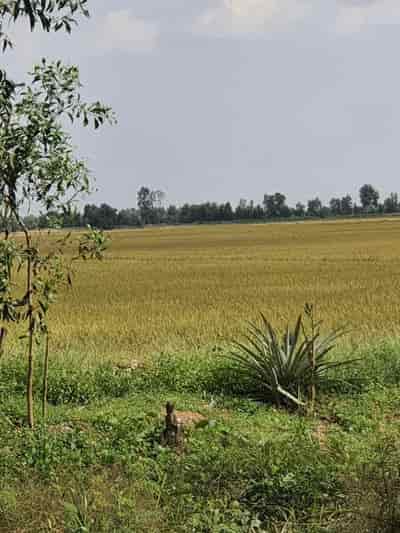 Chính chủ cần bán nhanh lô đất ruộng lúa vị trí đẹp tại Tri Tôn, An Giang