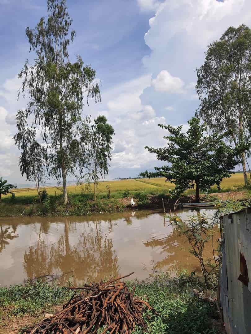 Chính chủ cần bán nhanh lô đất ruộng lúa vị trí đẹp tại Tri Tôn, An Giang