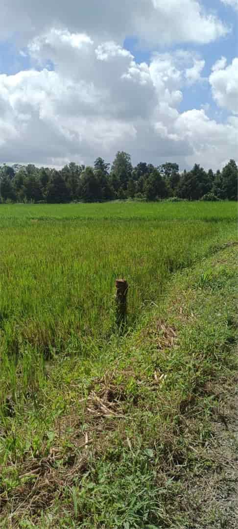 Cần bán nhanh lô đất mặt tiền vị trí đẹp tại Mang Thít, Vĩnh Long