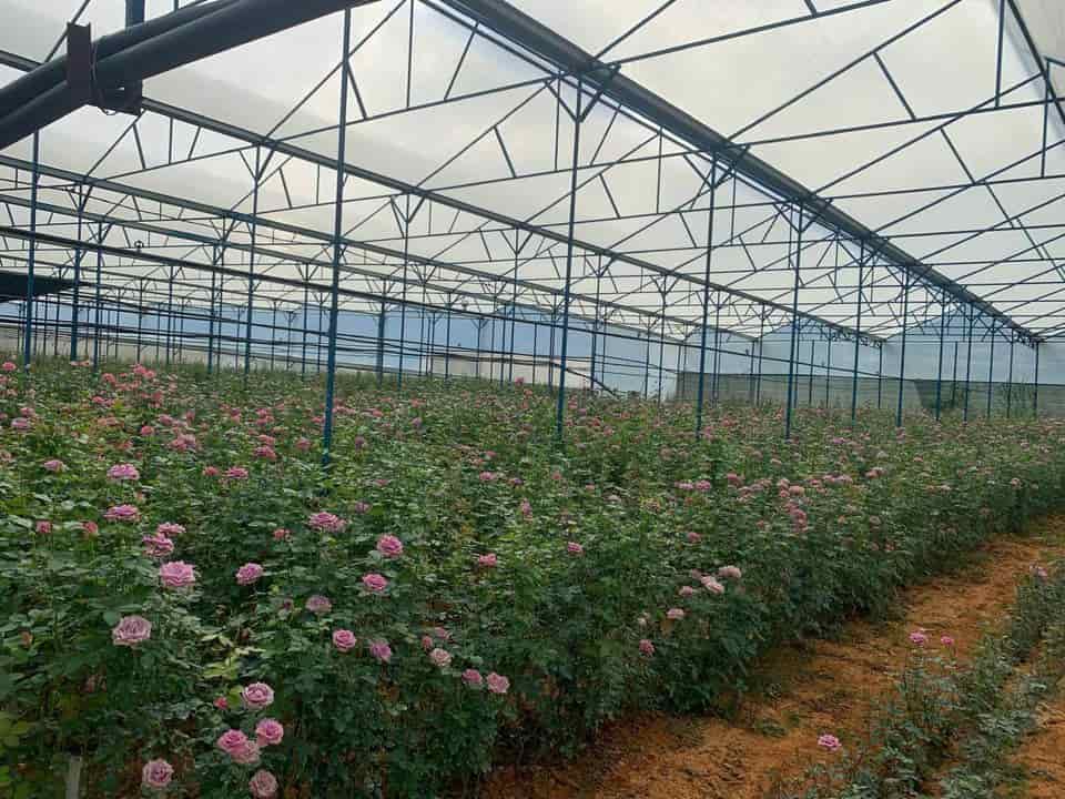 Chính chủ cần bán lô đất nông nghiệp tại xã Đạ Sar, huyện Lạc Dương, tỉnh Lâm Đồng
