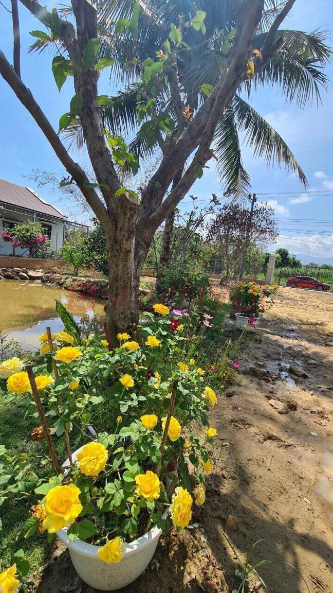 Bán lô đất vườn có thổ tuyệt đẹp ven thành phố Nha Trang, Diên Đồng, Khánh Hòa